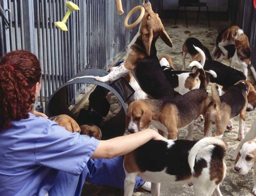 UNSW Animal Behaviour Research Lab